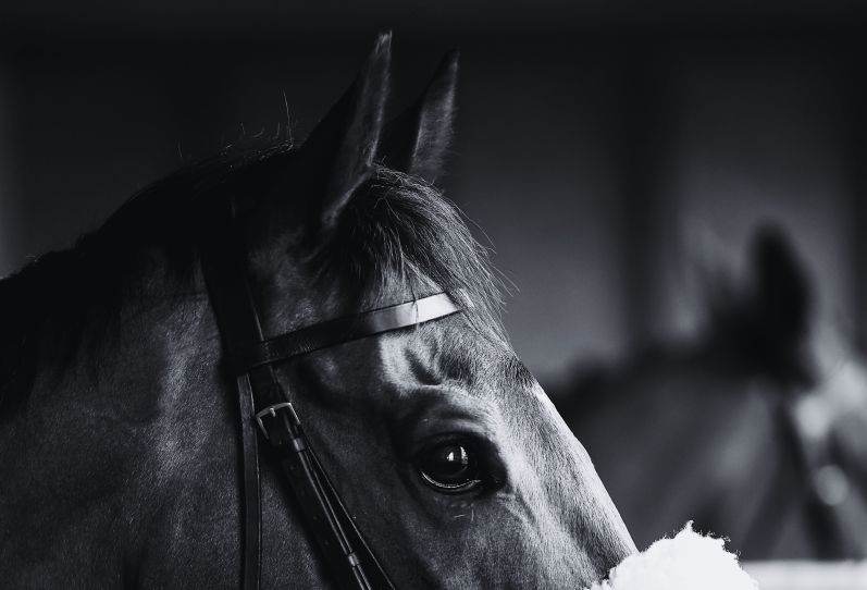 Autumn Raceday (picture: Plumpton Racecourse Ltd)
