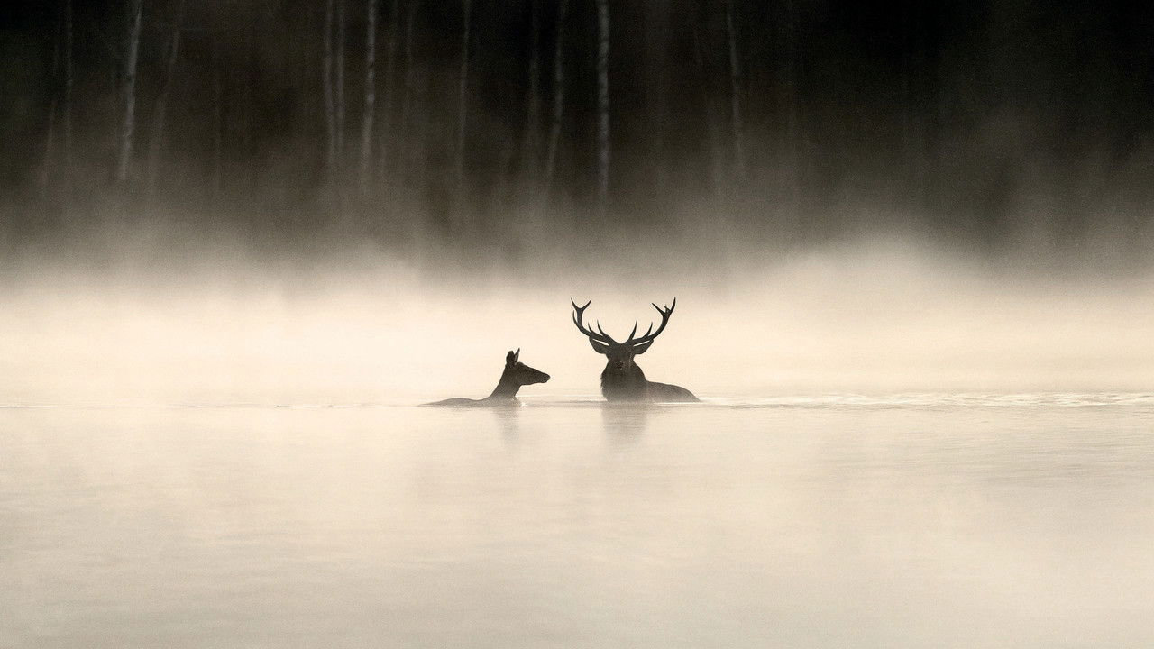 Whispers in the Woods (Subtitled) (picture: TMDB)