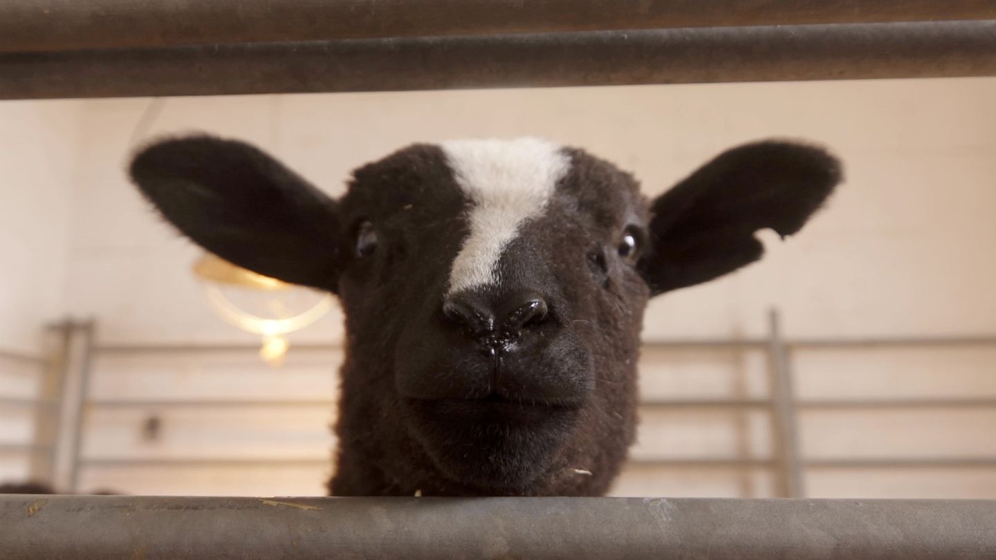 Sheep, Actually (picture: Electric Palace Cinema)