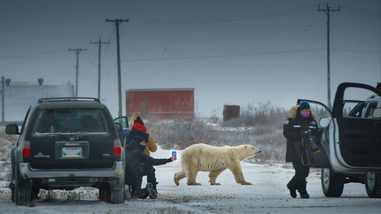 Nuisance Bear (Cinecity) (picture: TMDB)